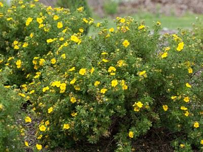 Potentilla