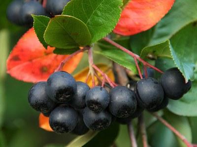 Aronia