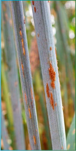 stem-rust-and-crown-ru-fmt