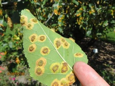 苹果叶片的背面，显示出凸起的、产生孢子的雪松苹果锈病结构