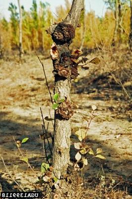 Crown gall can enter through 修剪 wounds.