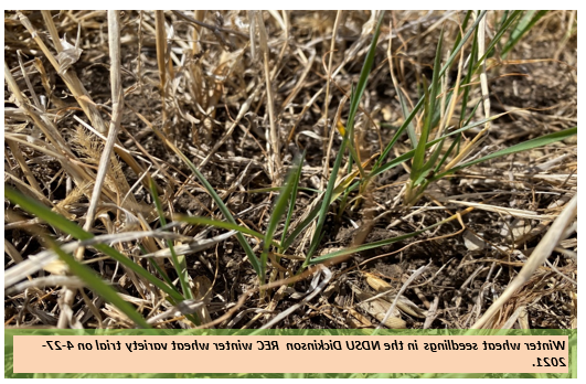 4日，NDSU狄金森REC冬小麦品种试验中的冬小麦幼苗.27.21