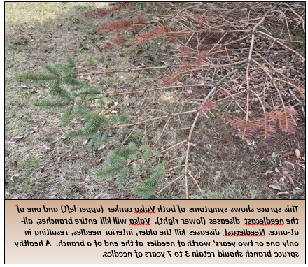 This spruce shows symptoms of both Valsa canker (upper left) and one of the needlecast diseases (lower right).  Valsa will kill entire branches, all-at-once. Needlecast diseases kill the older, 室内针, resulting in only one or two years’ worth of needles at the end of a branch.  A healthy spruce branch should retain 3 to 7 years of needles.