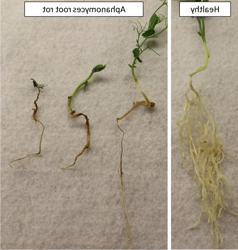 左图为一株健康的大田豌豆，根系粗大. 右边是三株受根腐病影响的植物. 它们的根系只有一个主根，很少或根本没有分支.