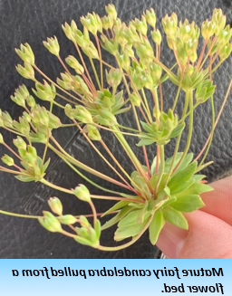 长茎植物一种长茎的植物，顶部有厚厚的淡绿色叶子.