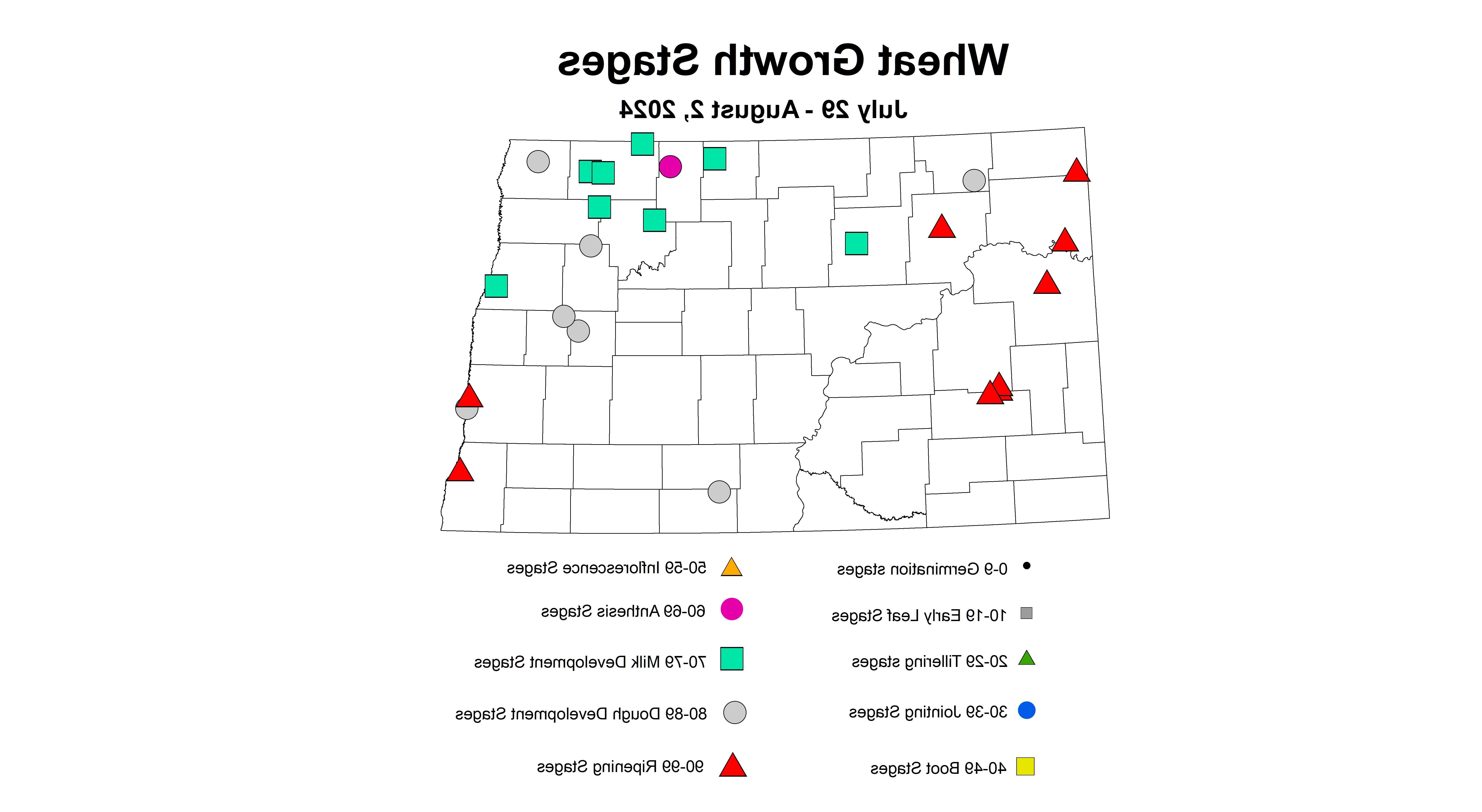 小麦生长阶段2024年7月29日至8月2日