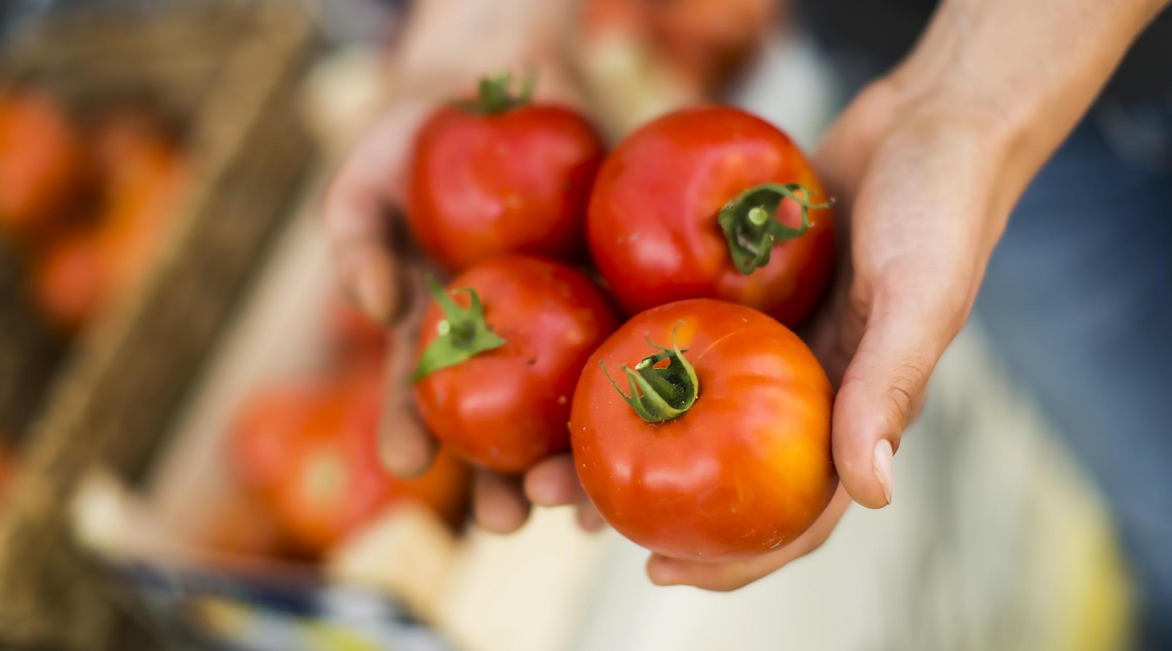 close up of hands holding 4 orange tomatoes 