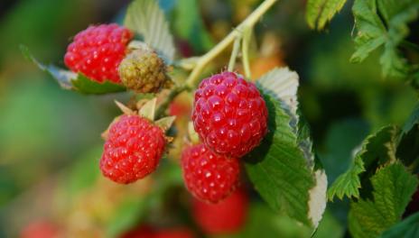 Ripe red raspberries on bramble stems