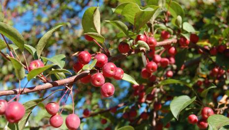 Ripe crabapples on tree branches 