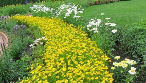 yellow coreopsis along a path