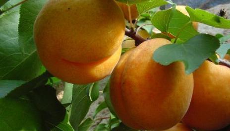 Ripe apricots on a tree branch