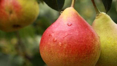 Close up of ripening pear fruits on a tree branch