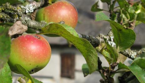 Apples on apple tree in a close up with farmhouse behind