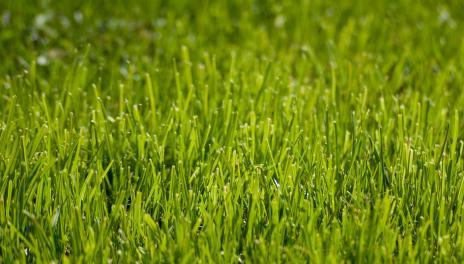 Close up of blades of grass on lawn