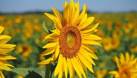 close up of a sunflower in a field of sunflowers