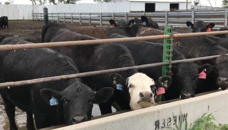 Cows at Beef Unit