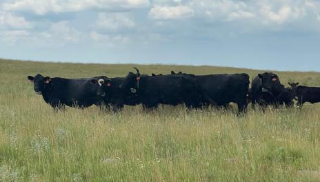 Cattle in Field