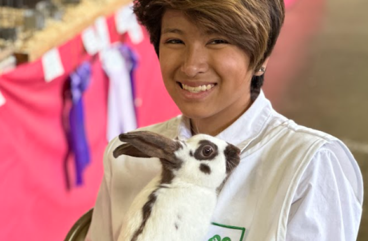 Rabbit Fair 3