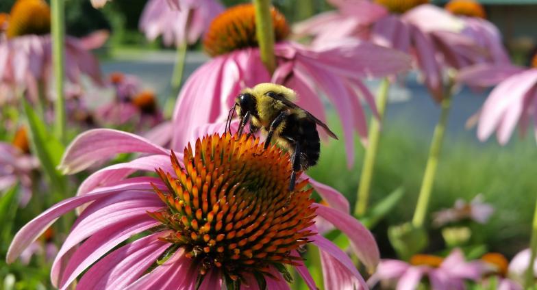 bumble bee on coneflower