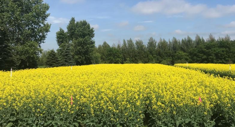 Canola test plots