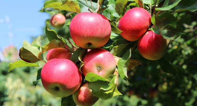 Ripe apples on a tree branch