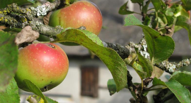 Apples on apple tree in a close up with farmhouse behind