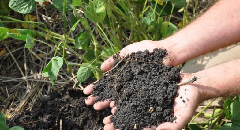 Two hands are outstretched holding a pile of black soil above a field of green plants