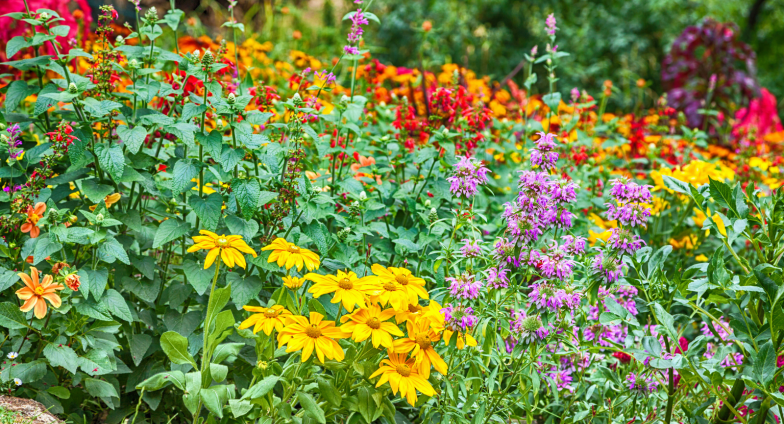 colorful flower garden