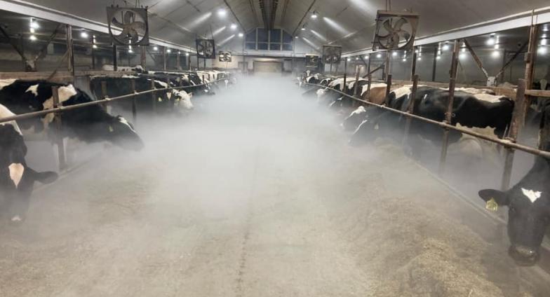 cows in a dairy barn