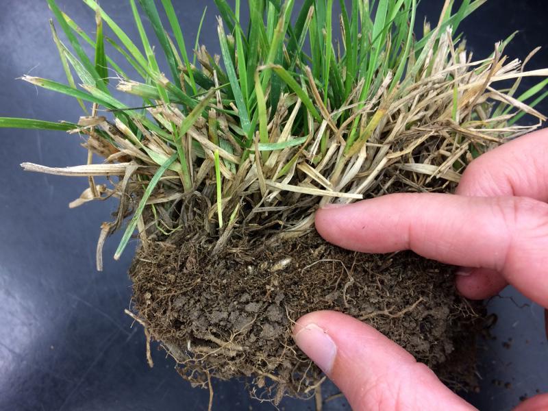 chunk of lawn showing grass blades, thatch and soil