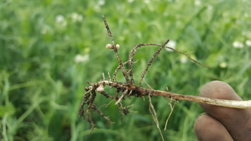 Geddes农场2018年豌豆植株的根瘤