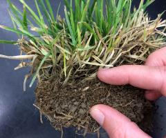 chunk of lawn showing grass blades, thatch and soil